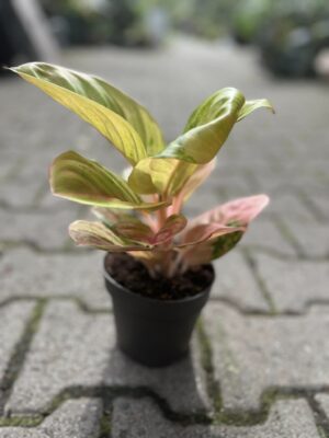 Aglaonema Apple Fantasy