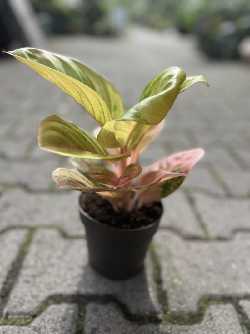 Aglaonema Apple Fantasy