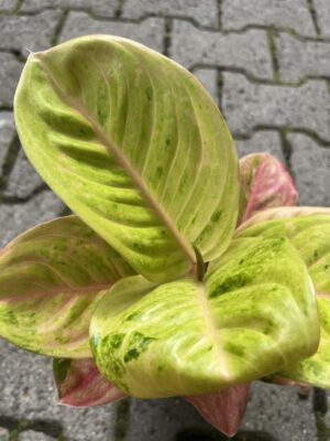 Aglaonema Apple Fantasy