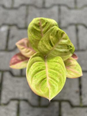 Aglaonema Apple Fantasy