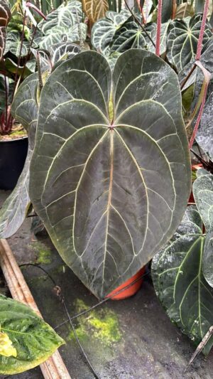 Anthurium Ace of Spades x Forgetii
