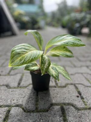Aglaonema Arctic Lime
