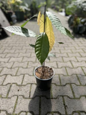 Pachira aquatica ‘Cacao Theobroma’ Kakaowiec