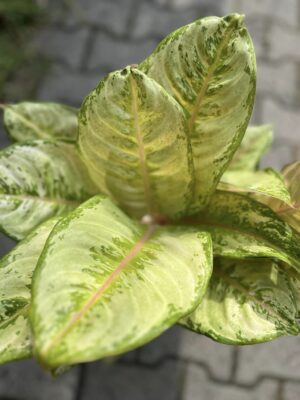 Aglaonema ‘Corn Slick’