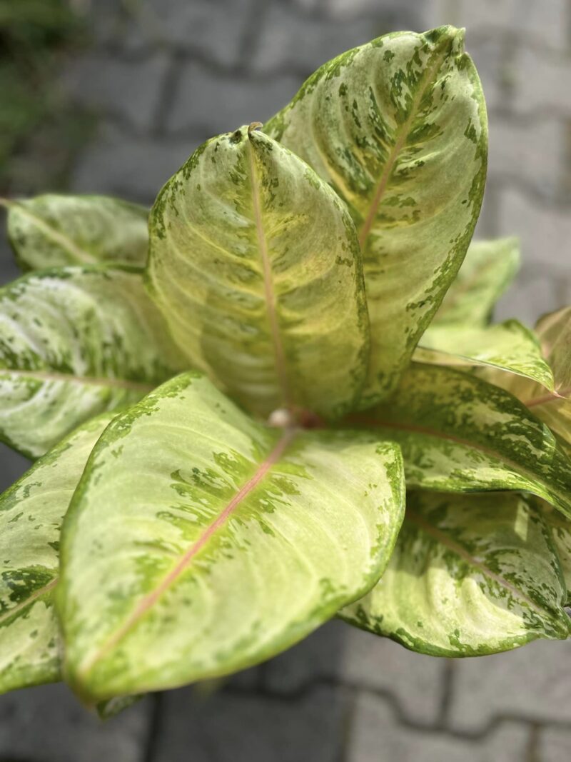 Aglaonema ‘Corn Slick’