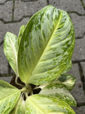 Aglaonema Arctic Lime