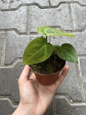 Anthurium Ace of Spades x Forgetii