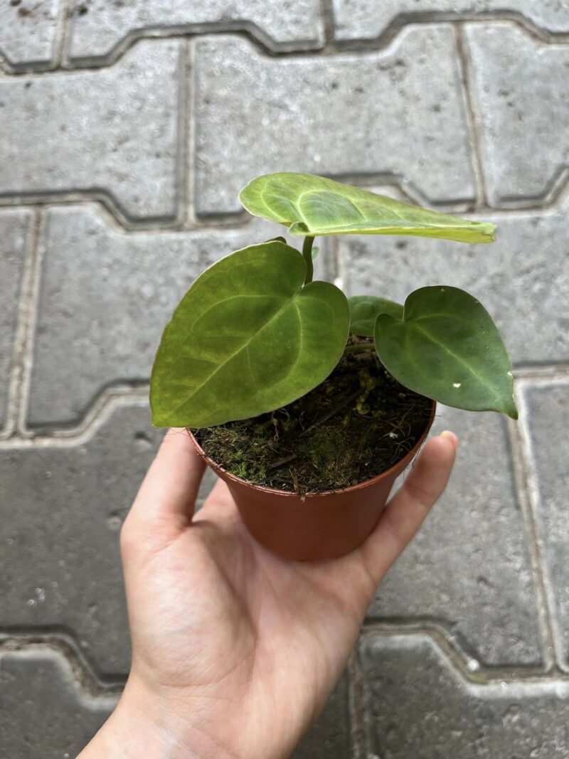Anthurium Ace of Spades x Forgetii