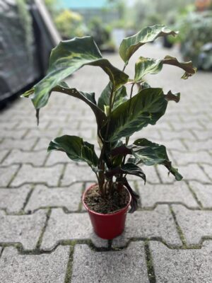 Calathea Confusion
