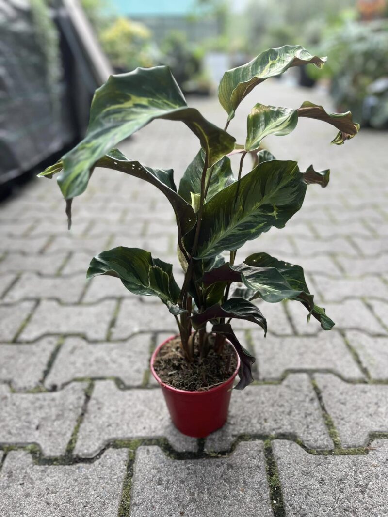 Calathea Confusion