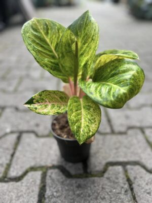 Aglaonema Apple Fantasy