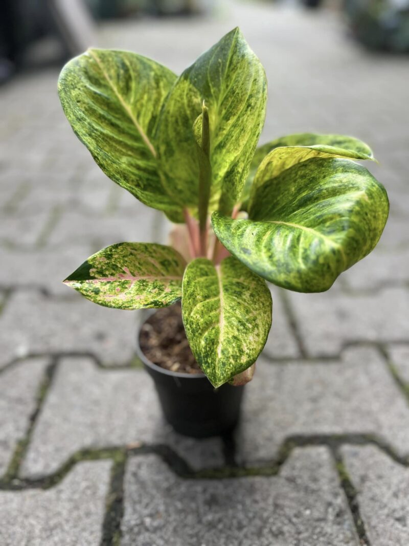 Aglaonema Apple Fantasy