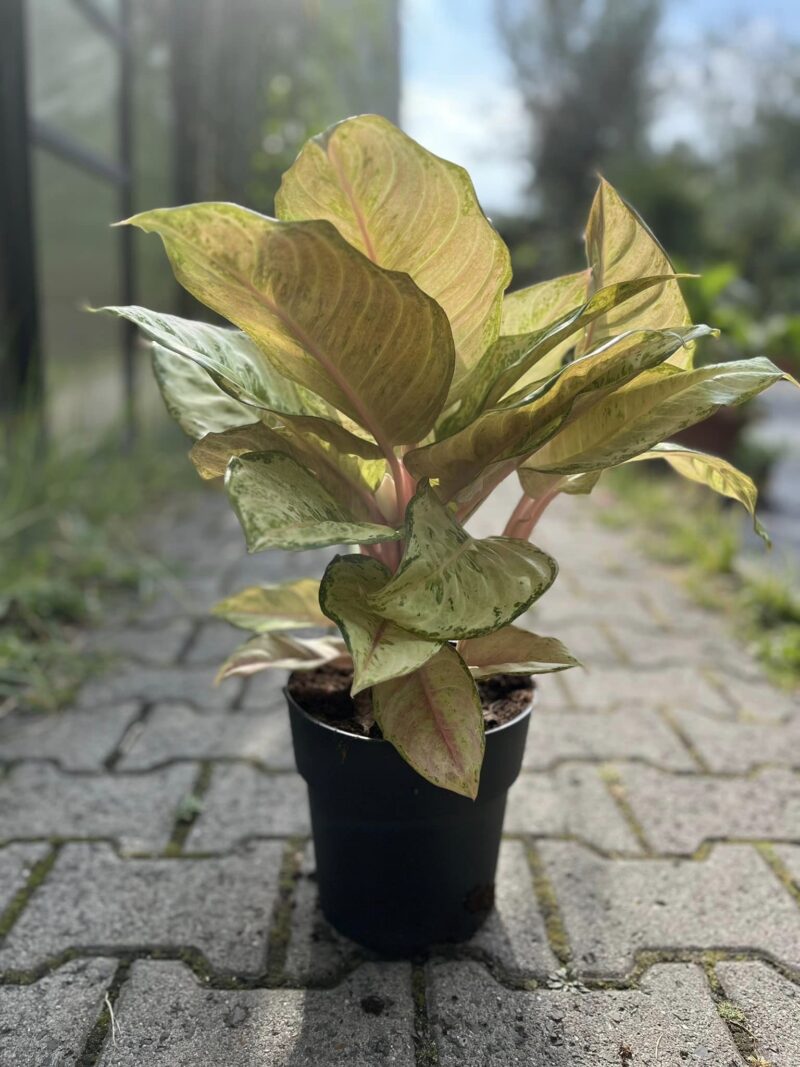 Aglaonema ‘Corn Slick’