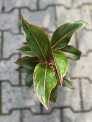 Aglaonema Jungle Red