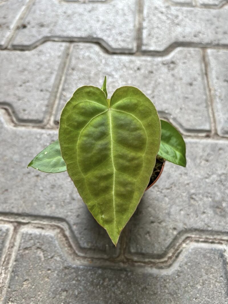 Anthurium Ace of Spades x Forgetii Anthurium Ace of Spades x Forgetii