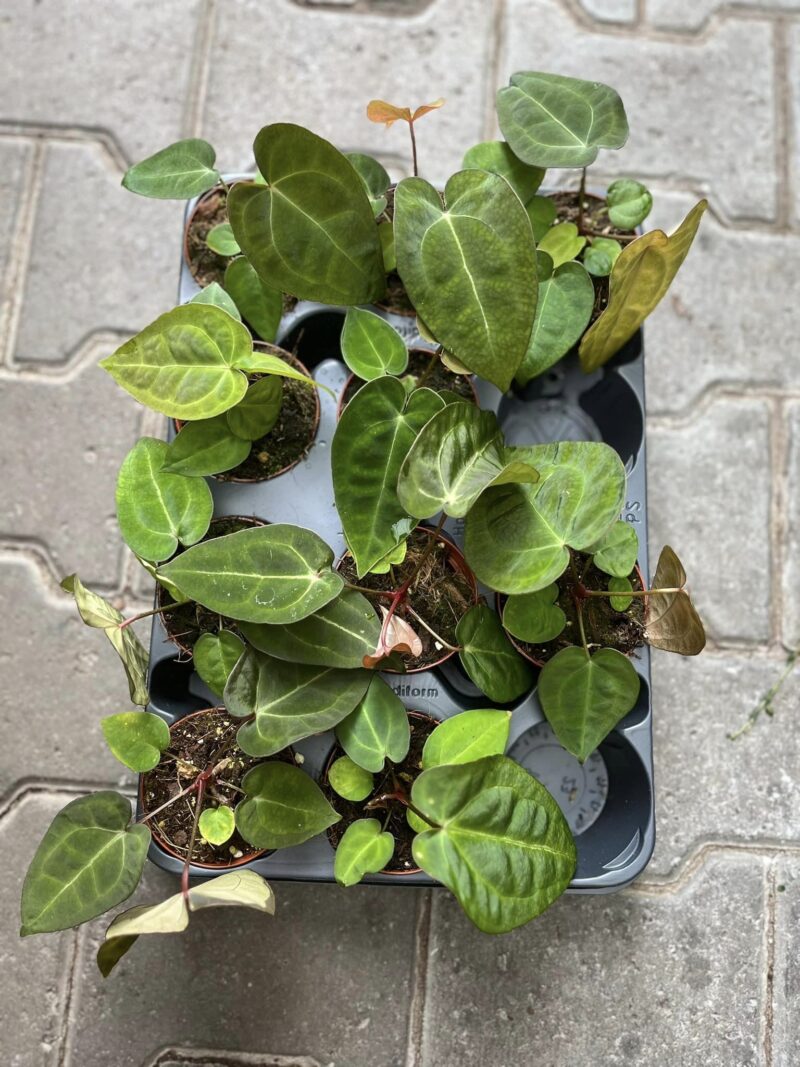 Anthurium Ace of Spades x Forgetii