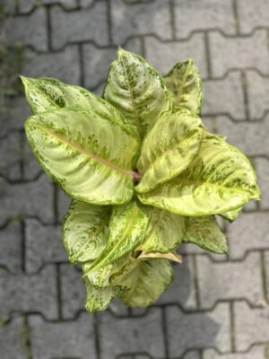 Aglaonema ‘Corn Slick’