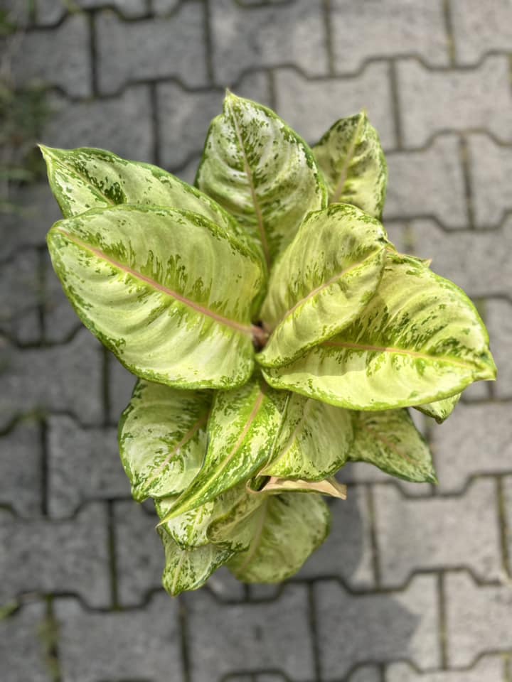 Aglaonema ‘Corn Slick’ Aglaonema ‘Corn Slick’