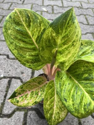 Aglaonema Apple Fantasy