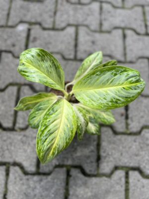Aglaonema Arctic Lime