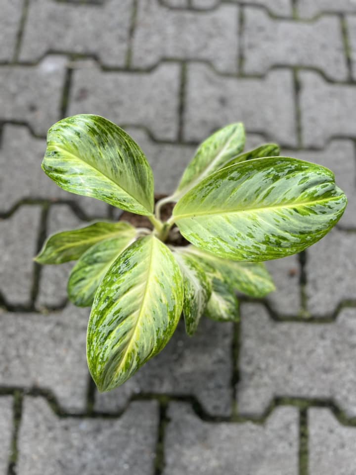 Aglaonema Arctic Lime Aglaonema Arctic Lime