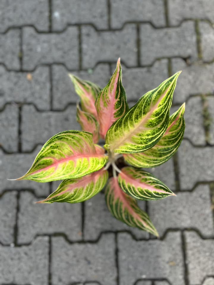 Aglaonema Eyecatcher Aglaonema Eyecatcher