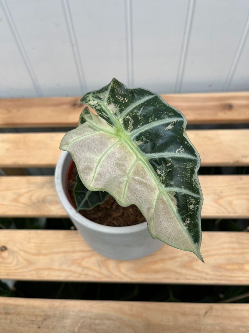 Alocasia Amazonica Polly Variegata Pink Alocasia Amazonica Polly Variegata Pink