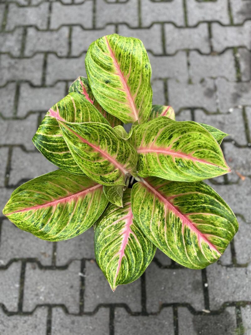 Aglaonema Grand Blossom Aglaonema Grand Blossom
