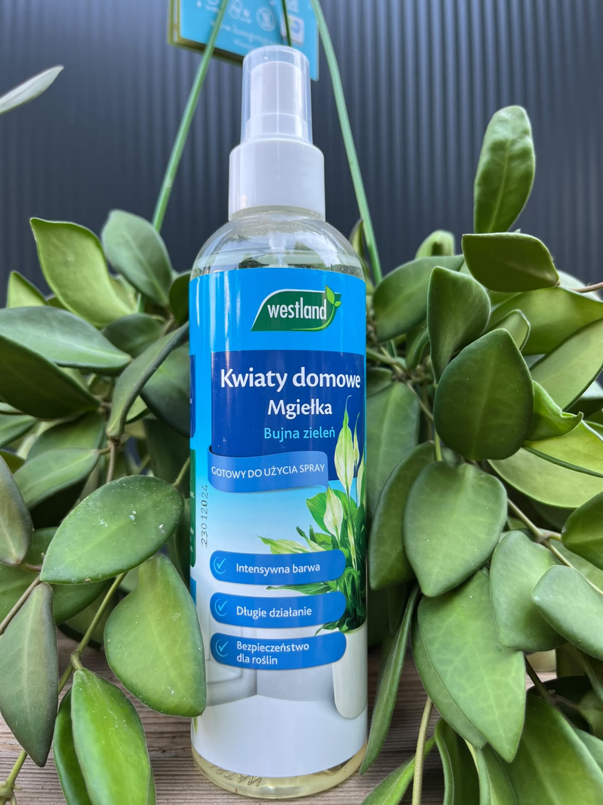 Mgiełka do kwiatów domowych 250 ml | Westland