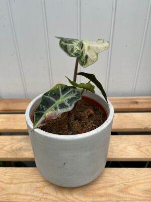 Alocasia Amazonica Polly Variegata Pink