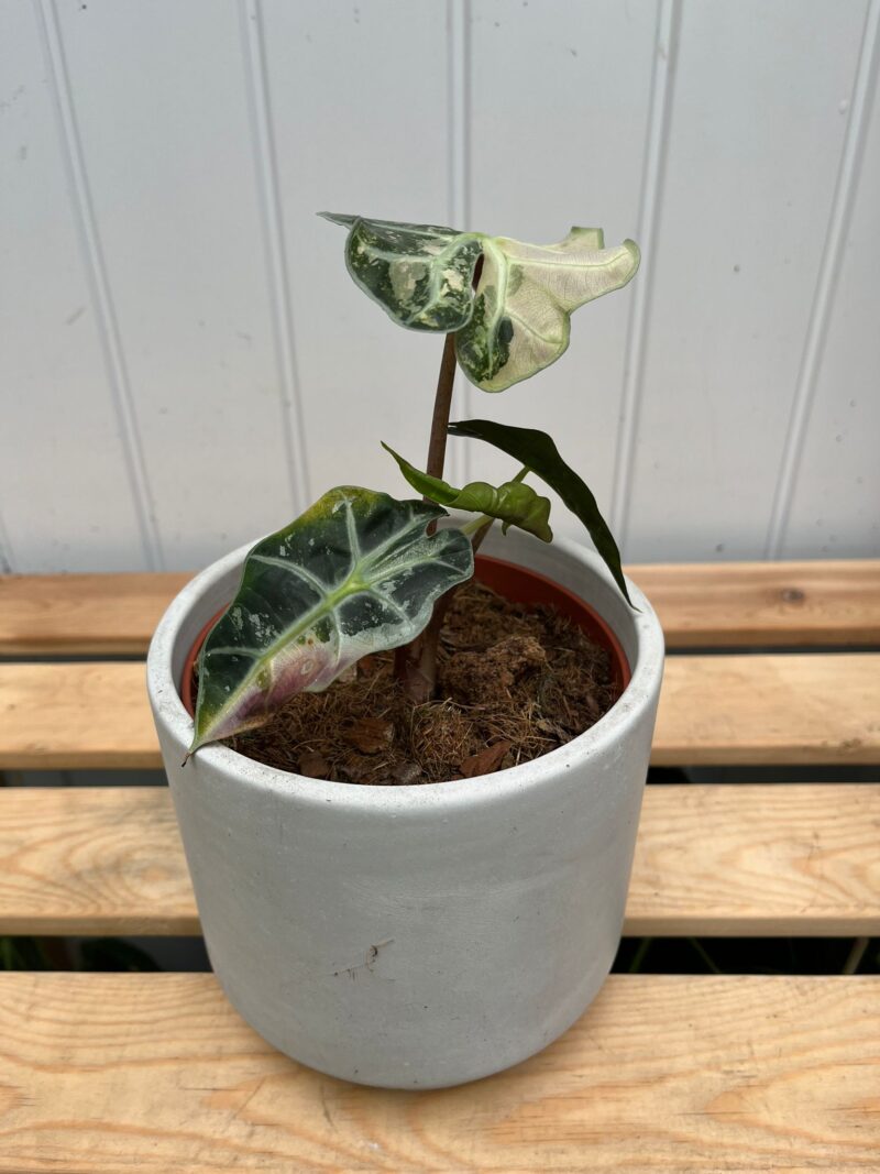 Alocasia Amazonica Polly Variegata Pink