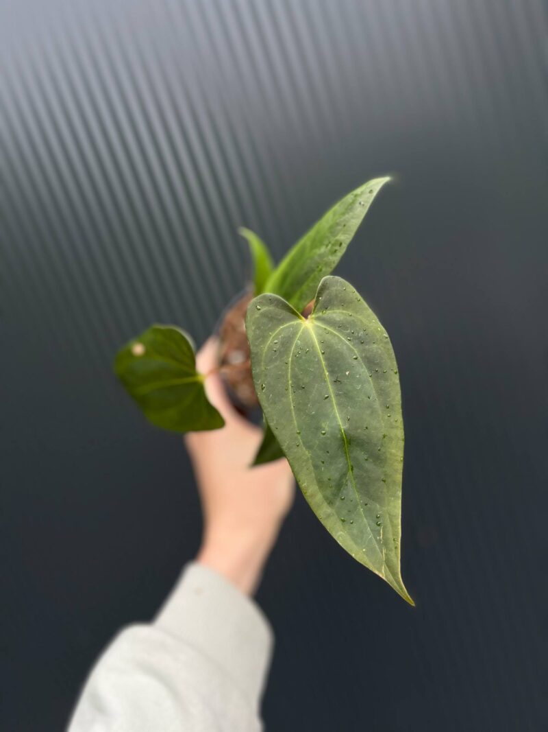 Anthurium Amazon Fox ‘inverse crossing’ x Anthurium Papilillaminum Anthurium Amazon Fox ‘inverse crossing’ x Anthurium Papilillaminum