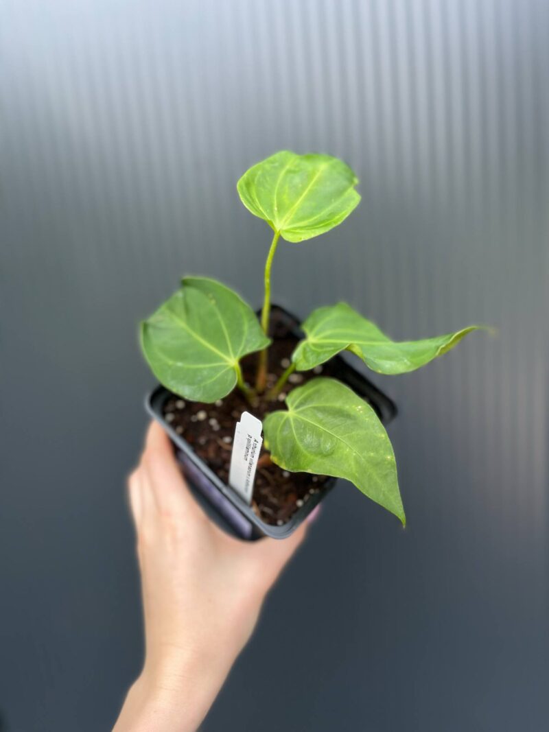 Anthurium villenaorum x papillilaminum