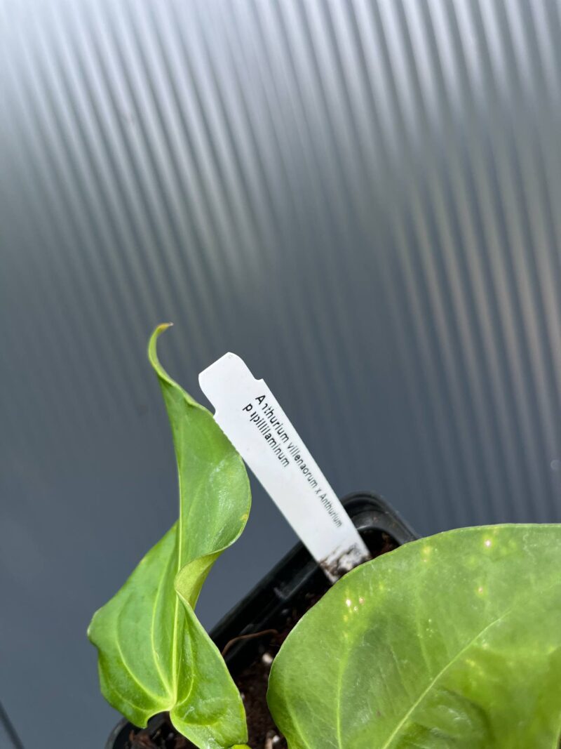 Anthurium villenaorum x papillilaminum
