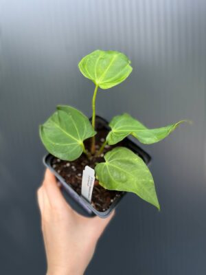 Anthurium villenaorum x papillilaminum
