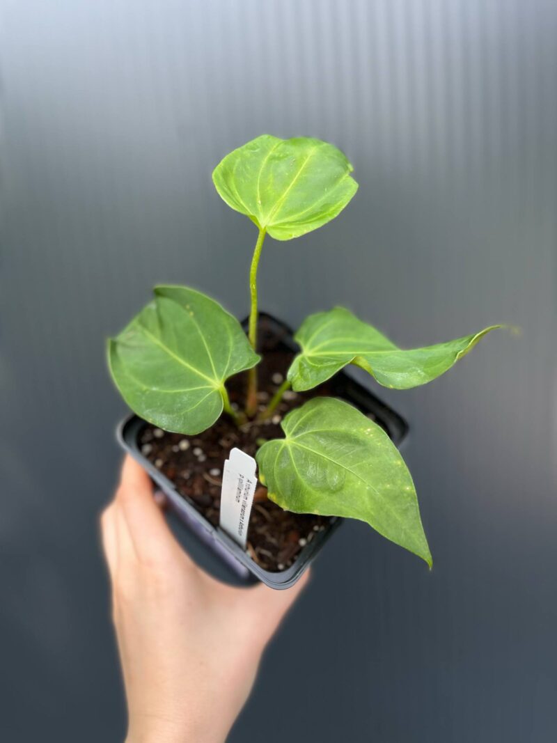 Anthurium villenaorum x papillilaminum
