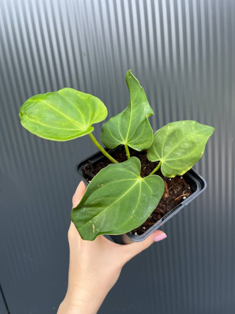Anthurium villenaorum x papillilaminum