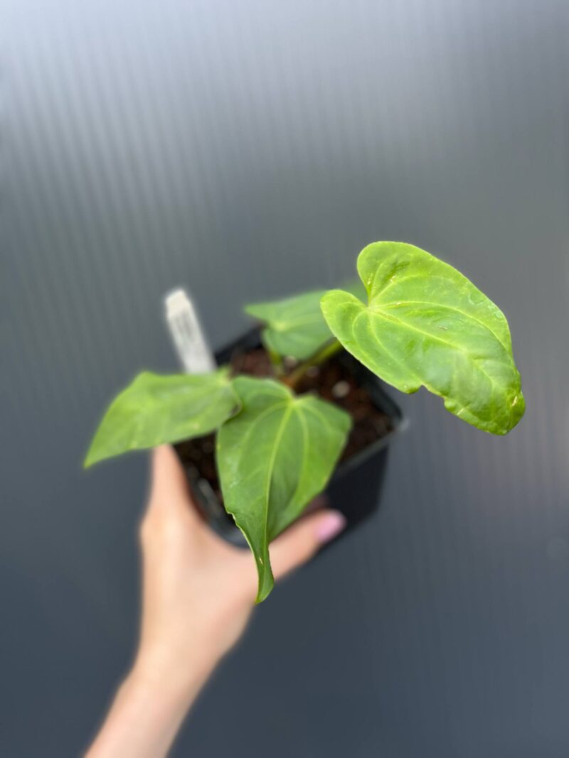 Anthurium villenaorum x papillilaminum