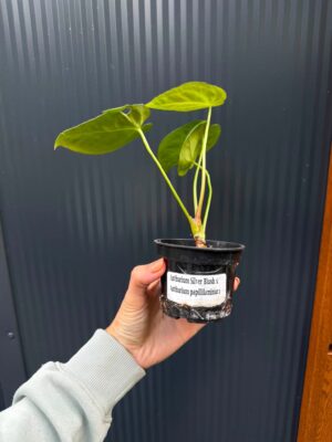 Anthurium Silver Blush x Anthurium Papillilaminum