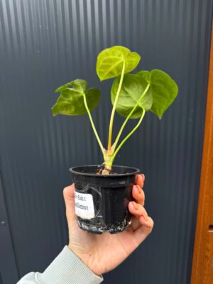 Anthurium Silver Blush x Anthurium Papillilaminum