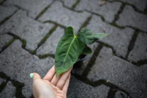 Anthurium villenaorum x papillilaminum
