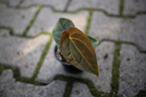Anthurium Papillilaminum x Anthurium Besseae aff