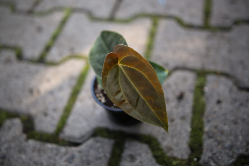 Anthurium Papillilaminum x Anthurium Besseae aff