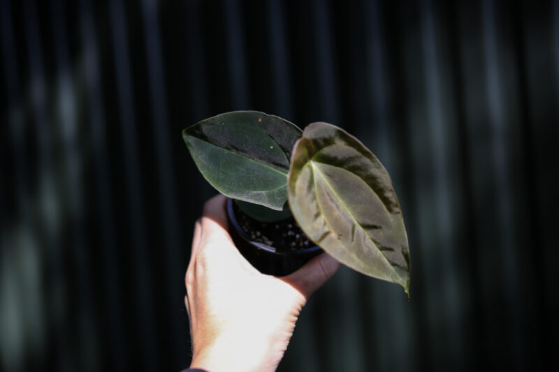 Anthurium Papillilaminum x Anthurium Besseae aff