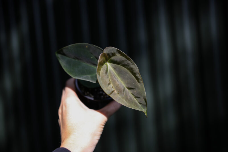 Anthurium Papillilaminum x Anthurium Besseae aff