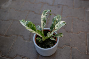 Rhaphidophora Puberula variegata
