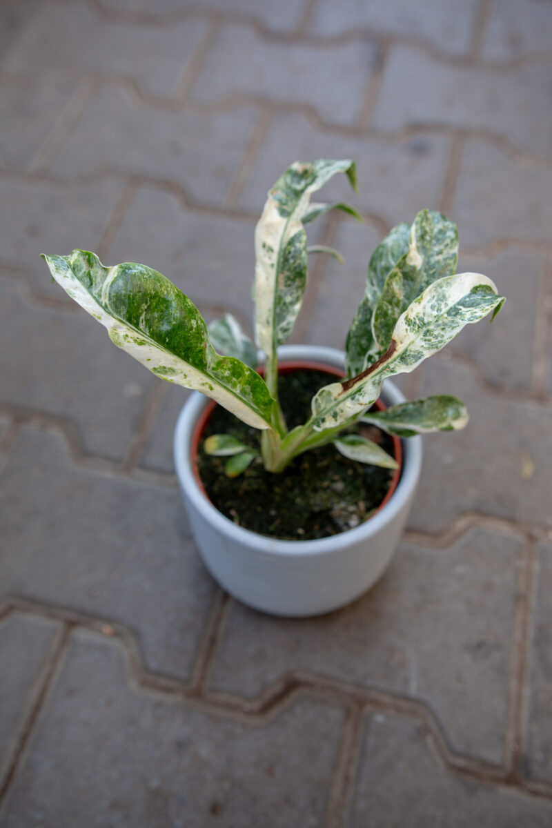 Rhaphidophora Puberula variegata