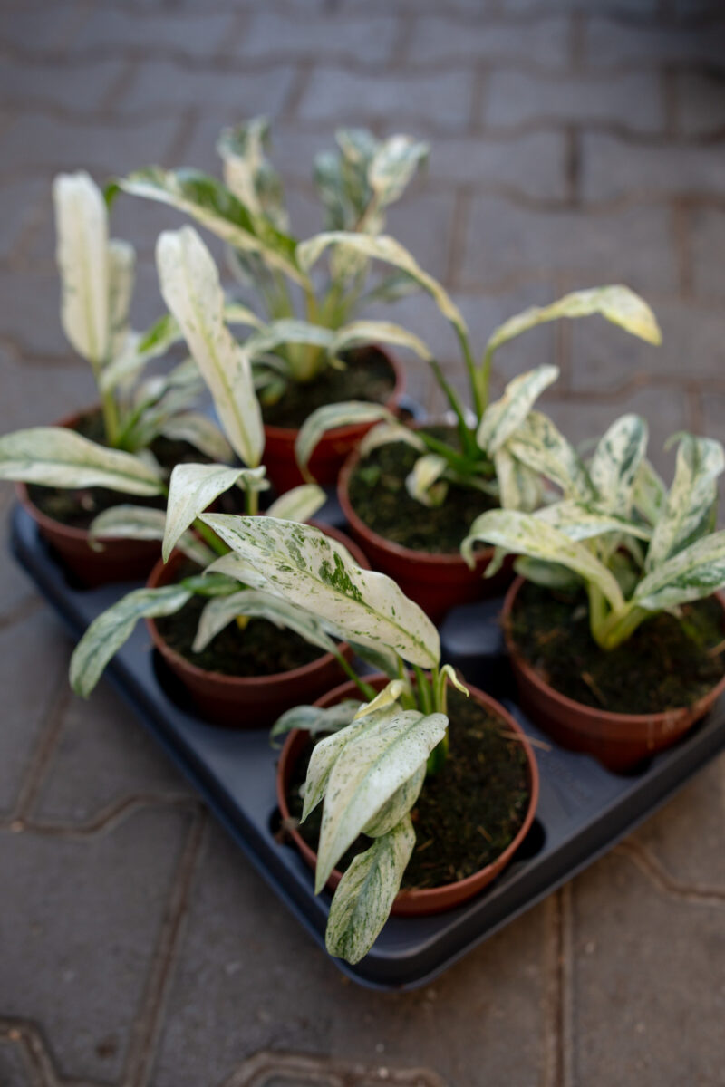 Rhaphidophora Puberula variegata