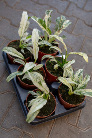 Rhaphidophora Puberula variegata