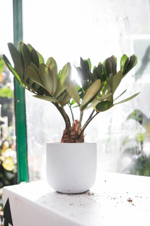 Zamia furfuracea – Sagowiec jamajski